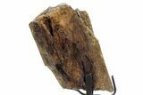 Fossil Hadrosaur Limb Section w/ Metal Stand - South Dakota #354311-2